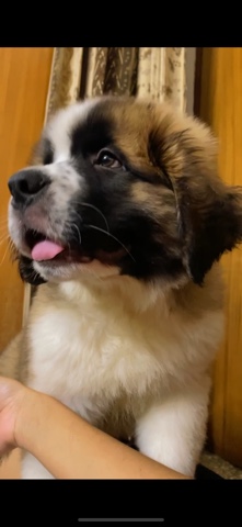 St. Bernard – Saint Bernard puppy show quality