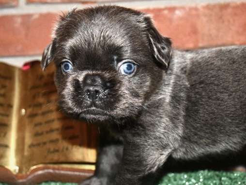 French Bulldog – French Bulldog – Stockbridge