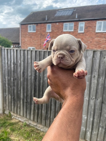 French Bulldog – French bulldog
