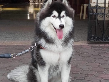 Siberian Husky – Siberian Husky Wooly – Calgary