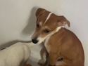 Mixed Breed – rehoming❤️ – Durham
