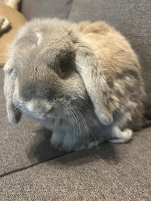 American – Full Bred Lops