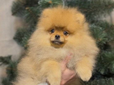 Pomeranian – male Pomeranian Spitz – Сміла