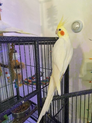 Two Male Lutino Cockatiels