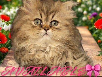 Persian (Traditional) – Dollface Persian – Tarpon Springs