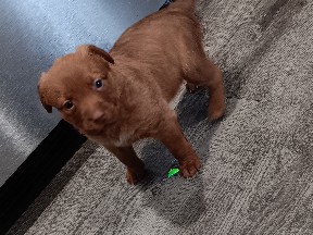 American Pit Bull Terrier – These Little Cuties