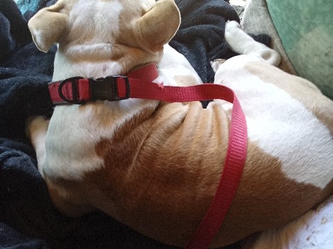American Bulldog – American bulldog – North Las Vegas