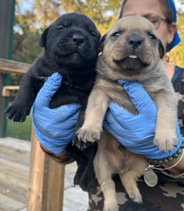Rottweiler – puppies