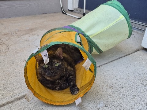 American Shorthair – Princess Diana looking for loving home – Houston