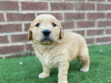 Golden Retriever – Goldne retriever puppies!!! – Marshville