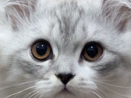 British Longhair – Two  British long hair a male and a female playing clean and healthy