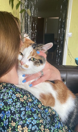 selling a cat