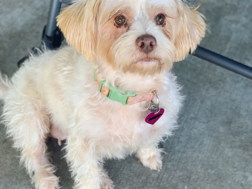 Maltese – rehome dog – Houston