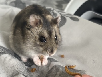 Russian dwarf hamster for sale ( need away asap) 