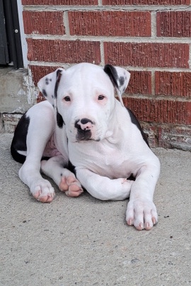 American Pit Bull Terrier – Puppy bluenose Pitbull