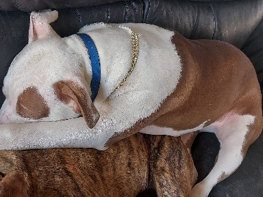 Scar Mixed Breed  Staffordshire Bull Terrier 