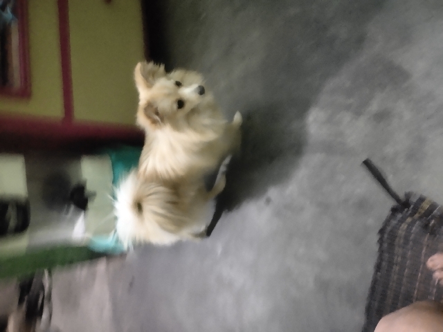 Indian Spitz – sale my Spitz