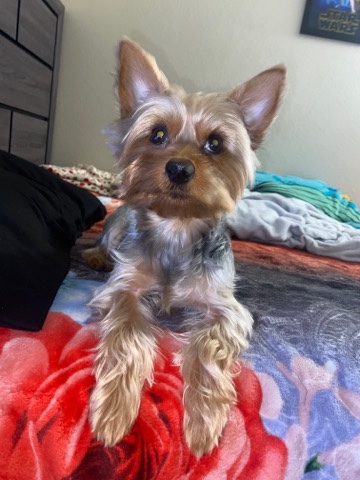 Yorkshire Terrier – Pure Breed Yorkshire Terrier