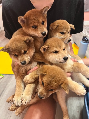 Shiba Inu – Japanese Shiba Inu with champion bloodline