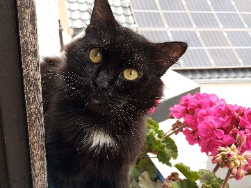 wundervollen Kater abzugeben
