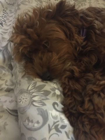 Pet