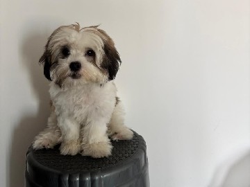 Shih Tzu – Shih Tzu Female – Thane