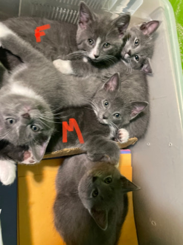 8 week old kittens