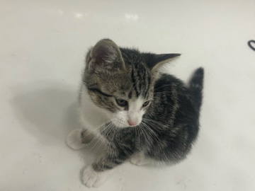 American Shorthair – Free Female Kitten – Orange
