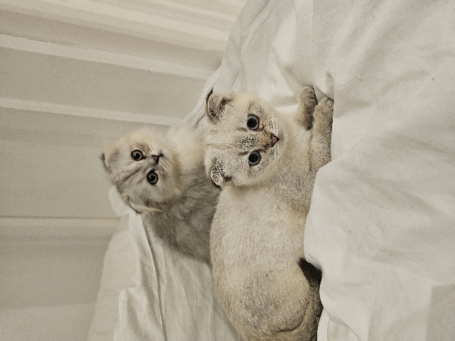 Scottish Fold – Scottish fold and long hair british (kittens)