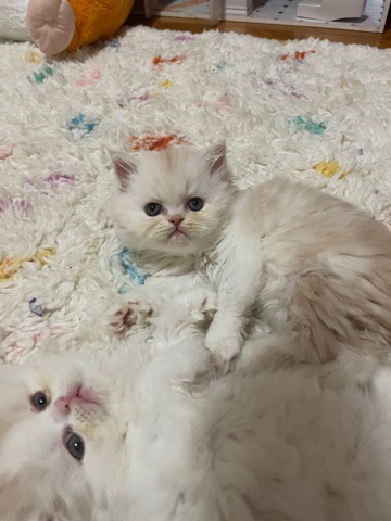 Persian (Traditional) – Persians