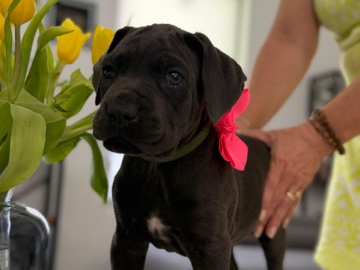Cane Corso – se venden perritos cane corso – Miami Gardens