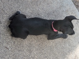 Chihuahua – black female deerhead – Orlando