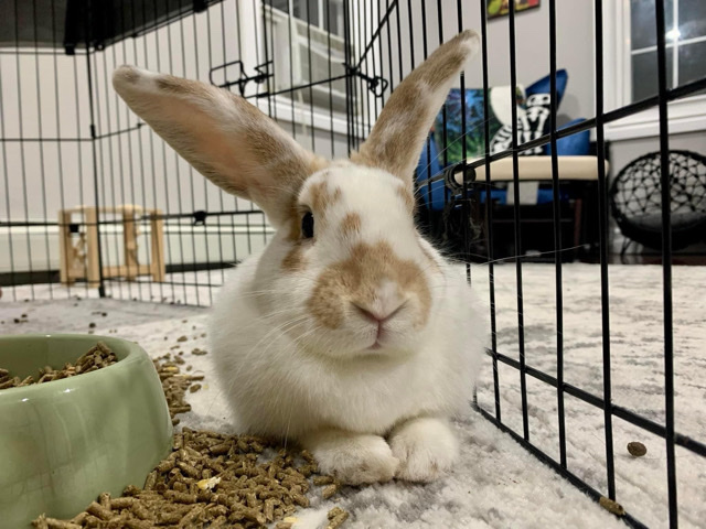 Holland Lop – Grudeth in need of a new home