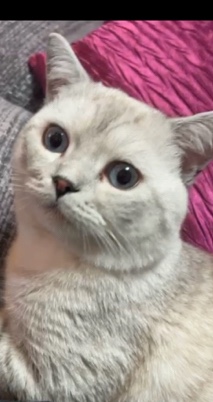 British Shorthair – gorgeous male BSH cat for sale
