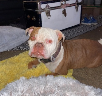 American Bulldog – American Bully