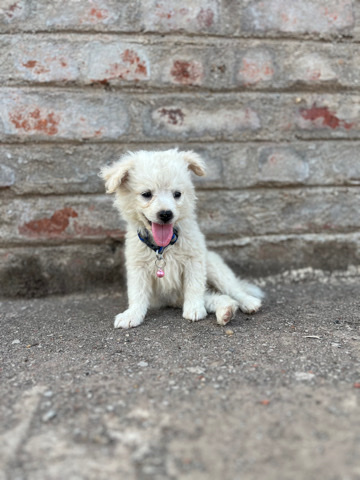 Pomeranian – dog is in good and happyly