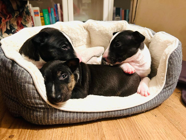 Bull Terrier (Miniature) – Miniature Bullterrier puppy