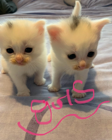 British Longhair – stunning kittens 2 seperate litters!!