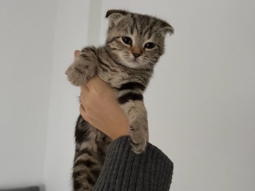 Ragdoll – süße Babykatzen abzugeben – Berlin
