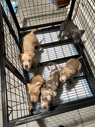 American Bulldog – American bully