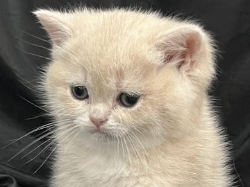 British kittens