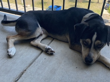 Mixed Breed – let’s get Zeeke a wonderful new home ! – Denton