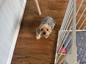 Yorkshire Terrier – Two Yorkies for sale – Stratford