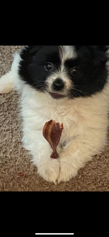 Pomeranian – 2 year old Pomeranian