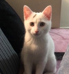 cat for sale