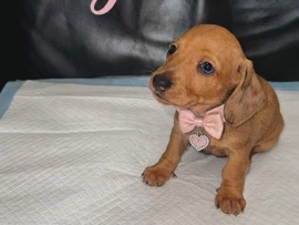 Dachshund – Beautiful dachshund, puppy – Bradford
