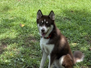 Siberian Husky – Tex the husky – Senoia