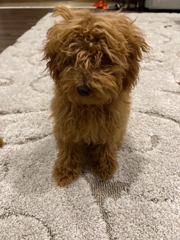 Poodle – Mini Poodle