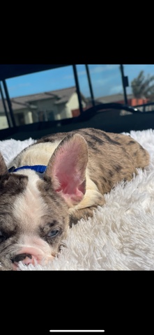 French Bulldog – French bulldog