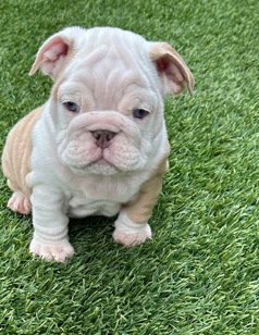 Olde English Bulldogge – bulldog
